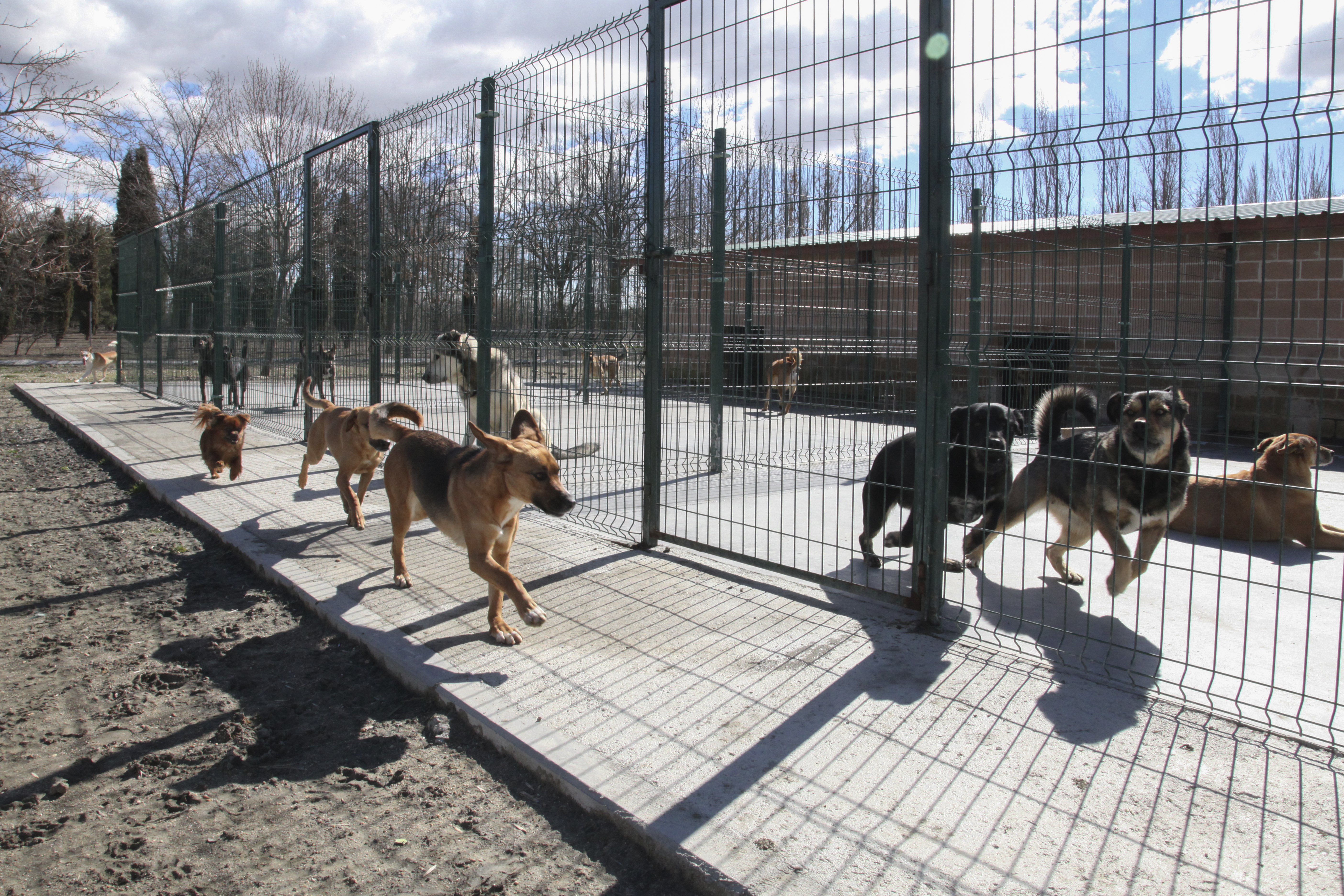 Centro de Protección Animal | Lyma Getafe